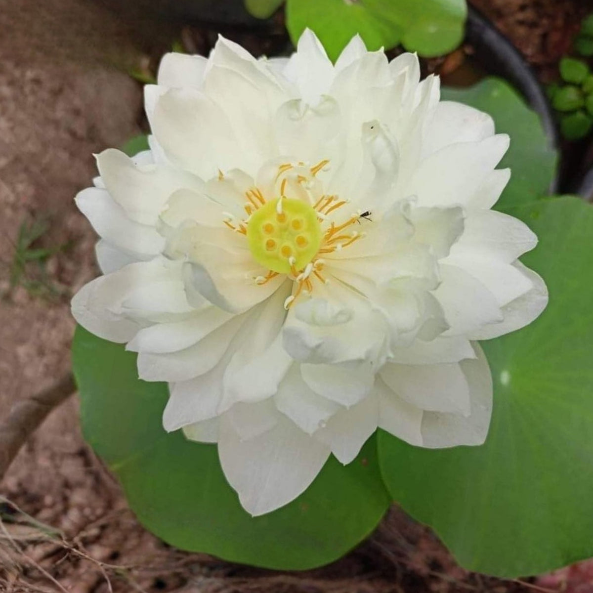 5+ Rare Seeds - Peony Lotus Seeds, Edible Seeds & Roots