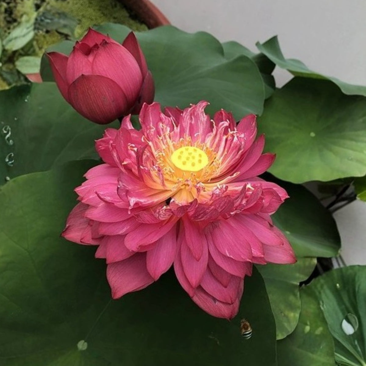 5+ Rare Seeds - Heart Blood Lotus Seeds, Aquatic Perennial Water Plant