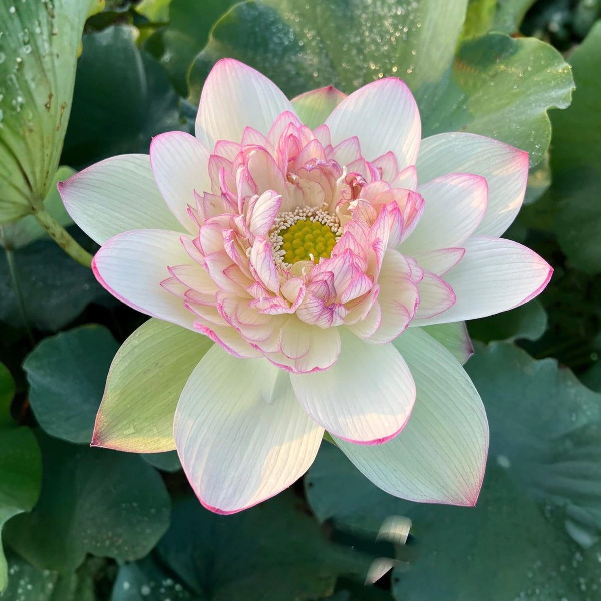 5+ Rare Seeds - Delicate & Pretty Lotus Seeds, Edible Seeds & Roots