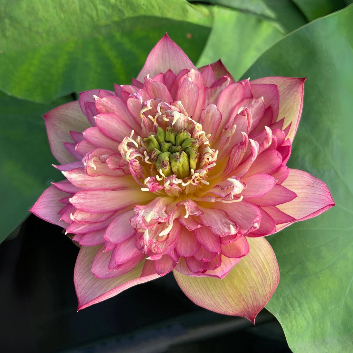5+ Rare Seeds - Chinese Lark Lotus Seeds, Edible Seeds & Roots