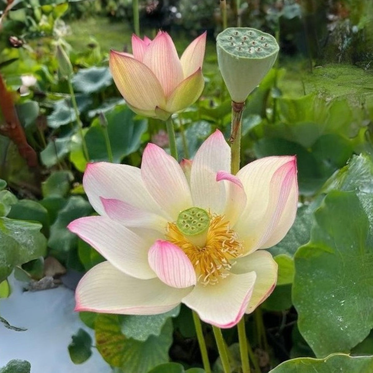 5+ Rare Seeds - Blushing Fairy Lotus Seeds, Edible Seeds & Roots