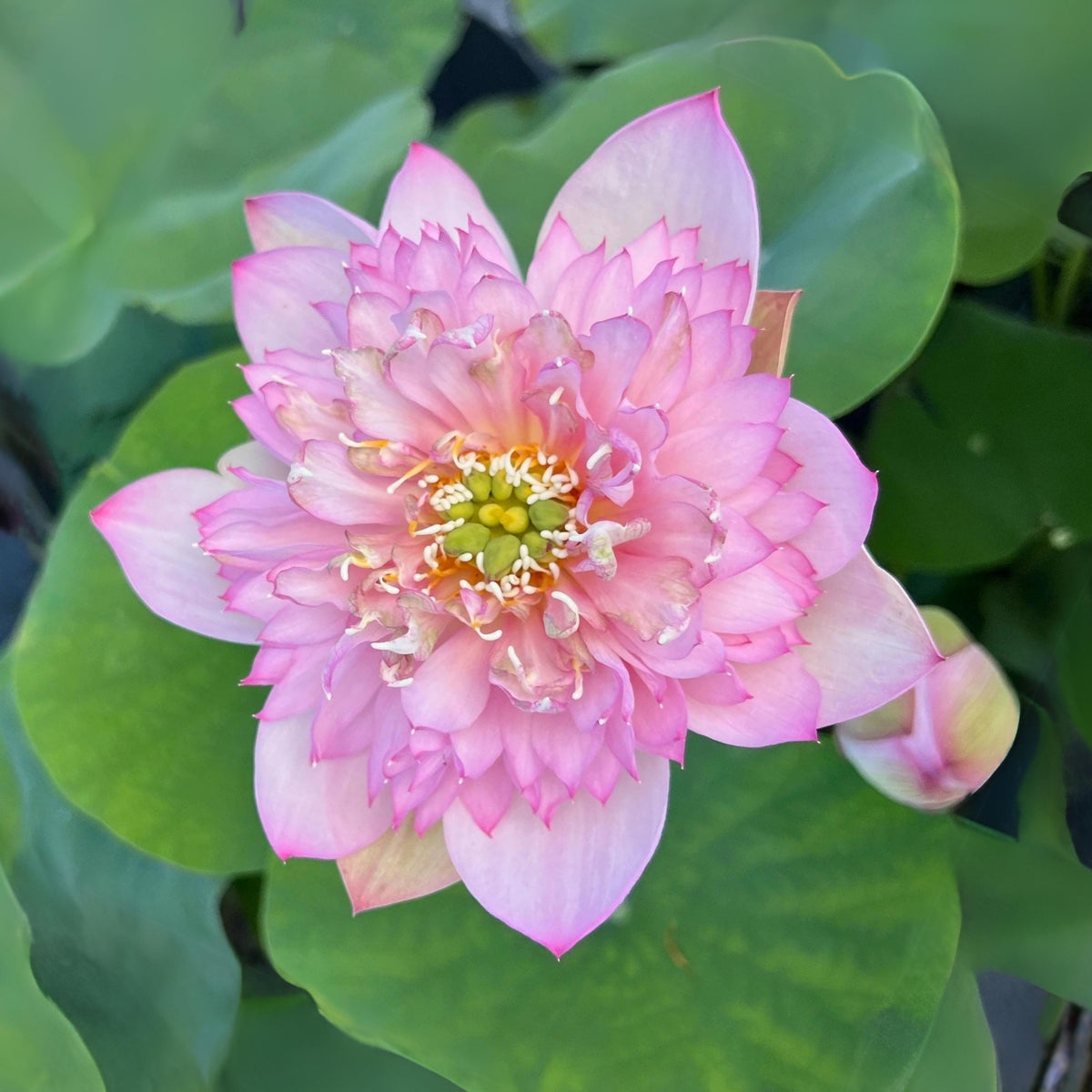 5+ Rare Seeds - Piano Boy Lotus Seeds, Edible Seeds & Roots