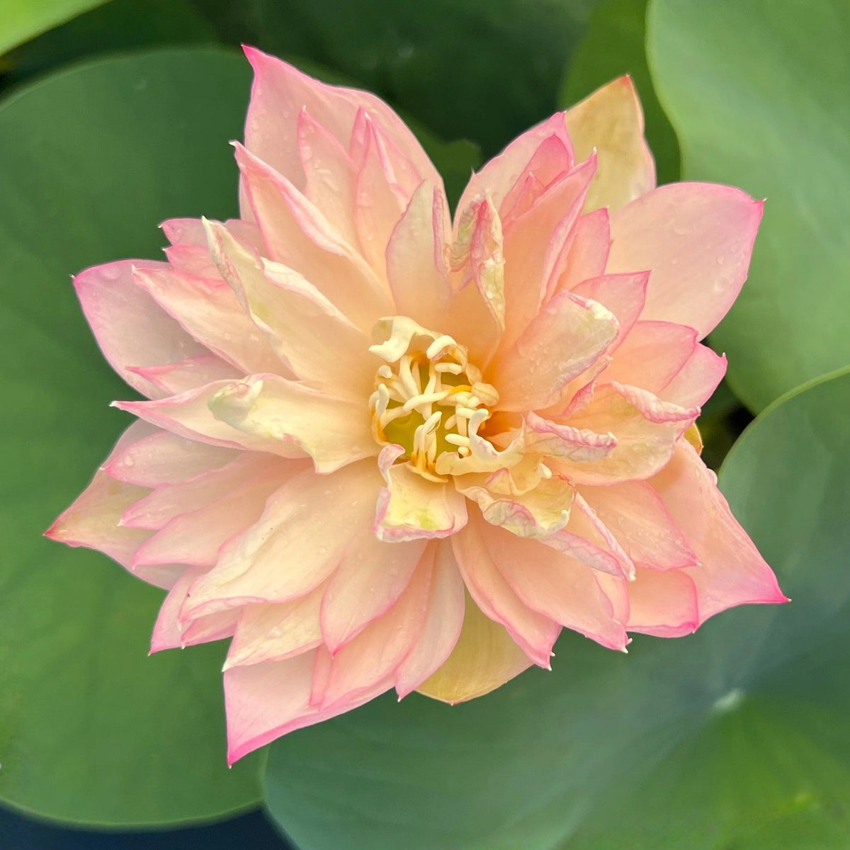 5+ Rare Seeds - Grand Master Lotus Seeds