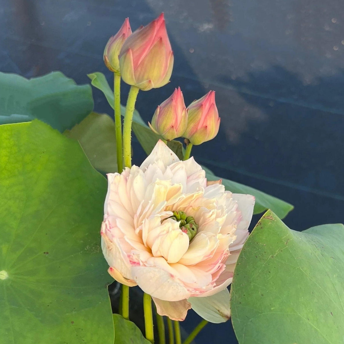 5+ Rare Seeds - Phoenix Feather Lotus Seeds, Edible Seeds & Roots