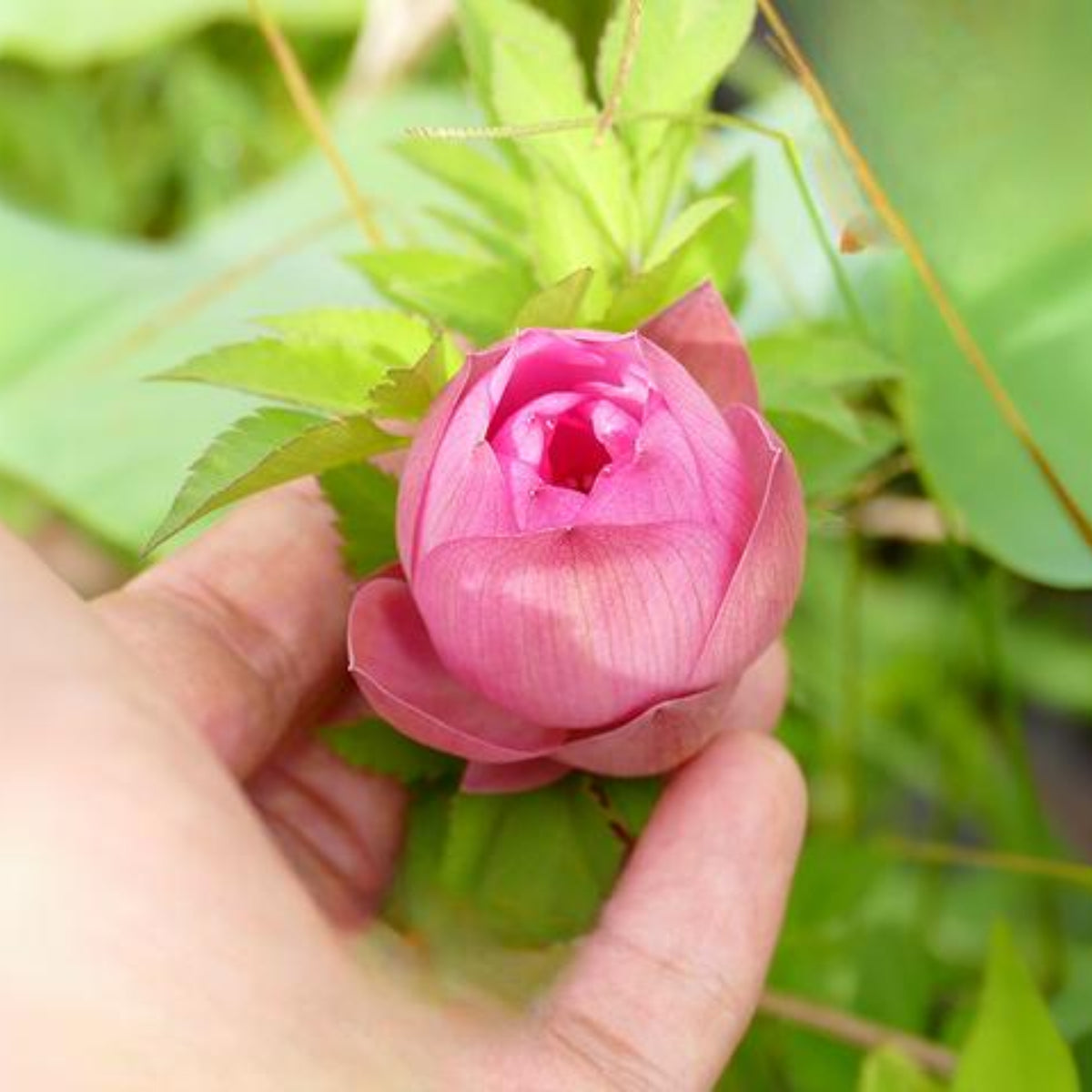 5+ Rare Seeds - Lady Bug Mini Lotus Seeds, Edible Seeds & Roots