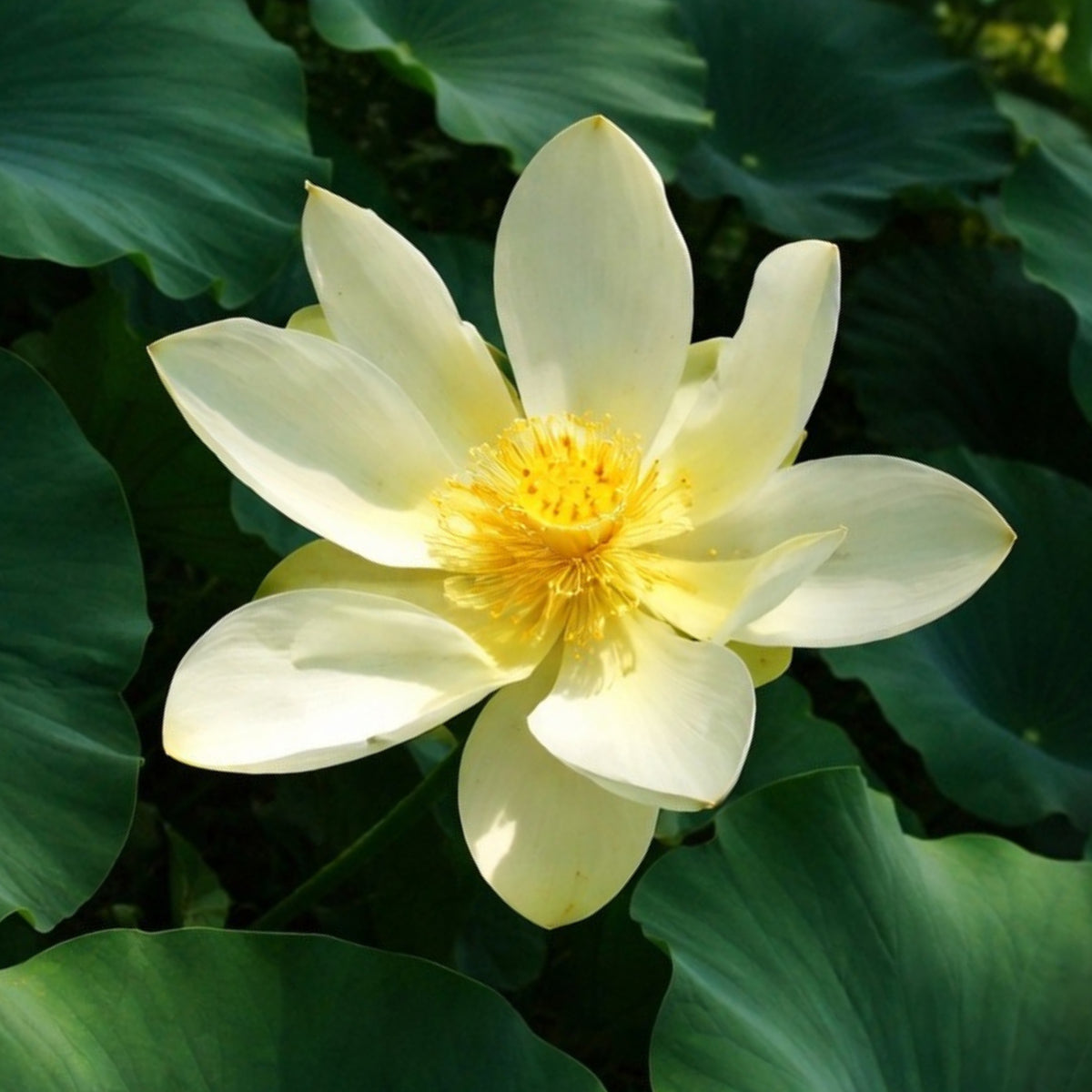 5+ Rare Seeds - Green Love Lotus Seeds, Aquatic Perennial Water Plant