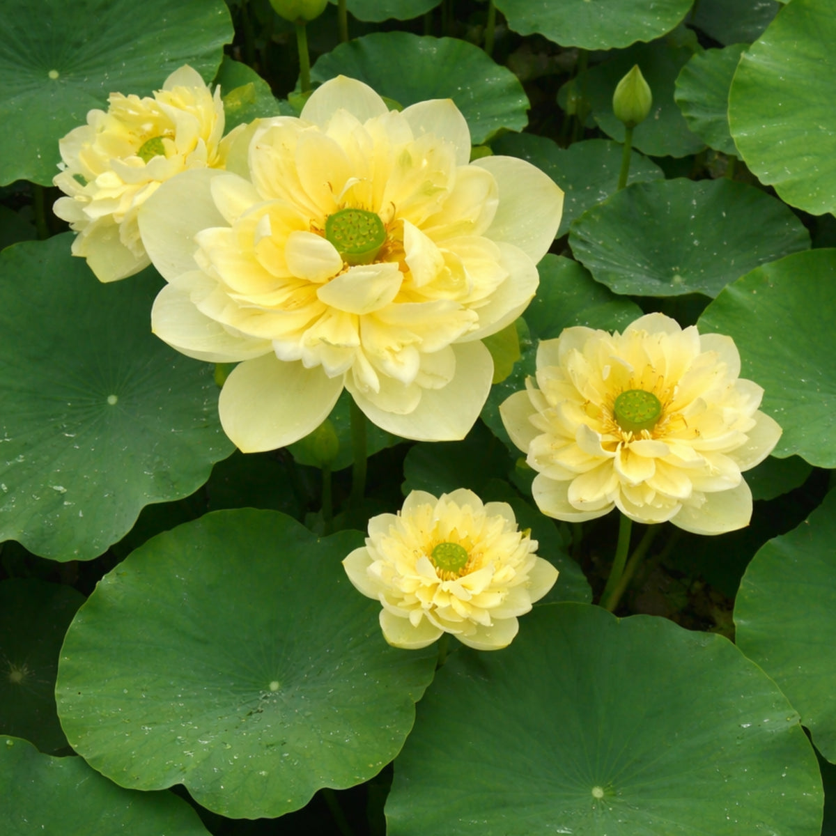 5+ Rare Seeds - Golden Builder Lotus Seeds