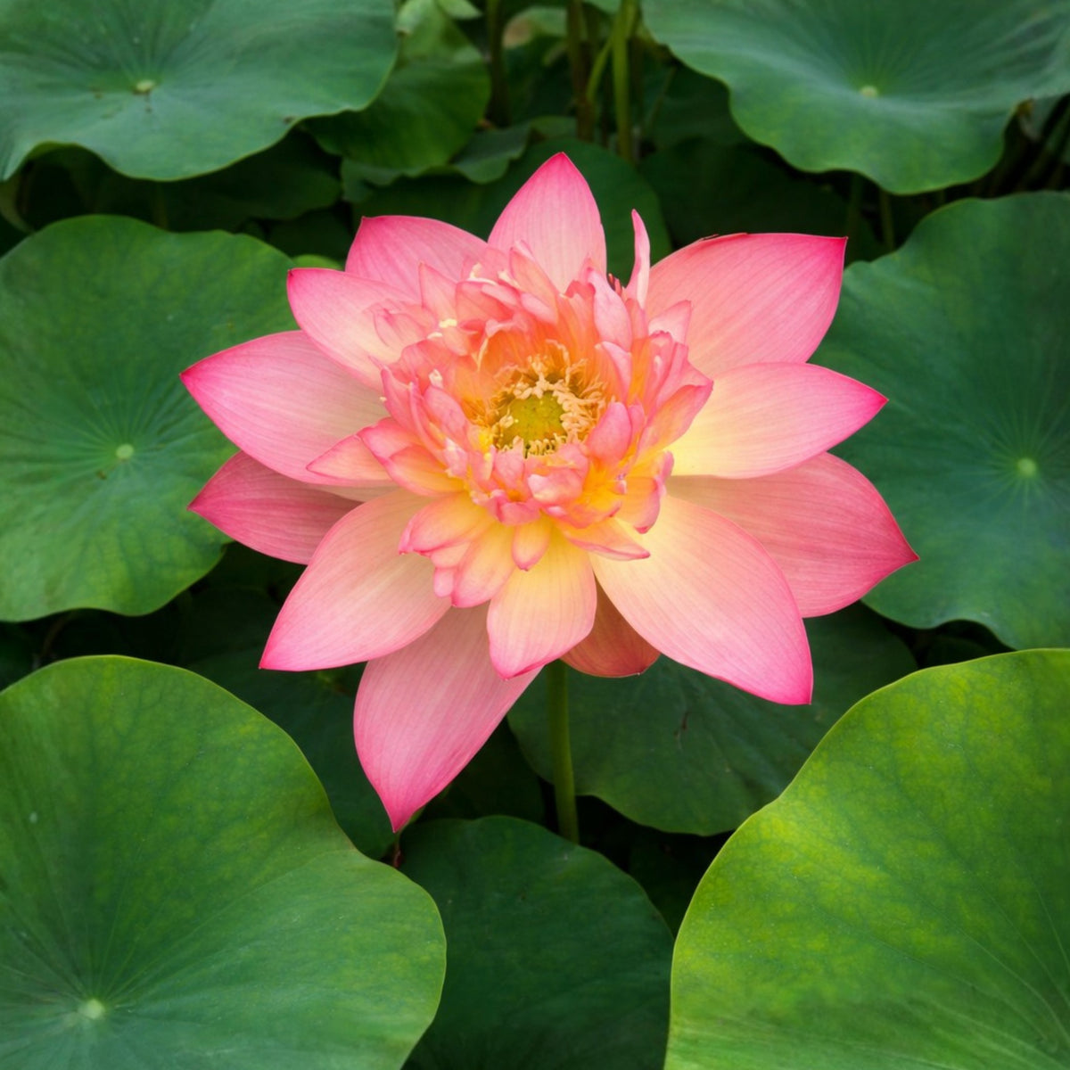 5+ Rare Seeds - Shicheng Jinxiu Lotus Seeds, Water Plant Seeds