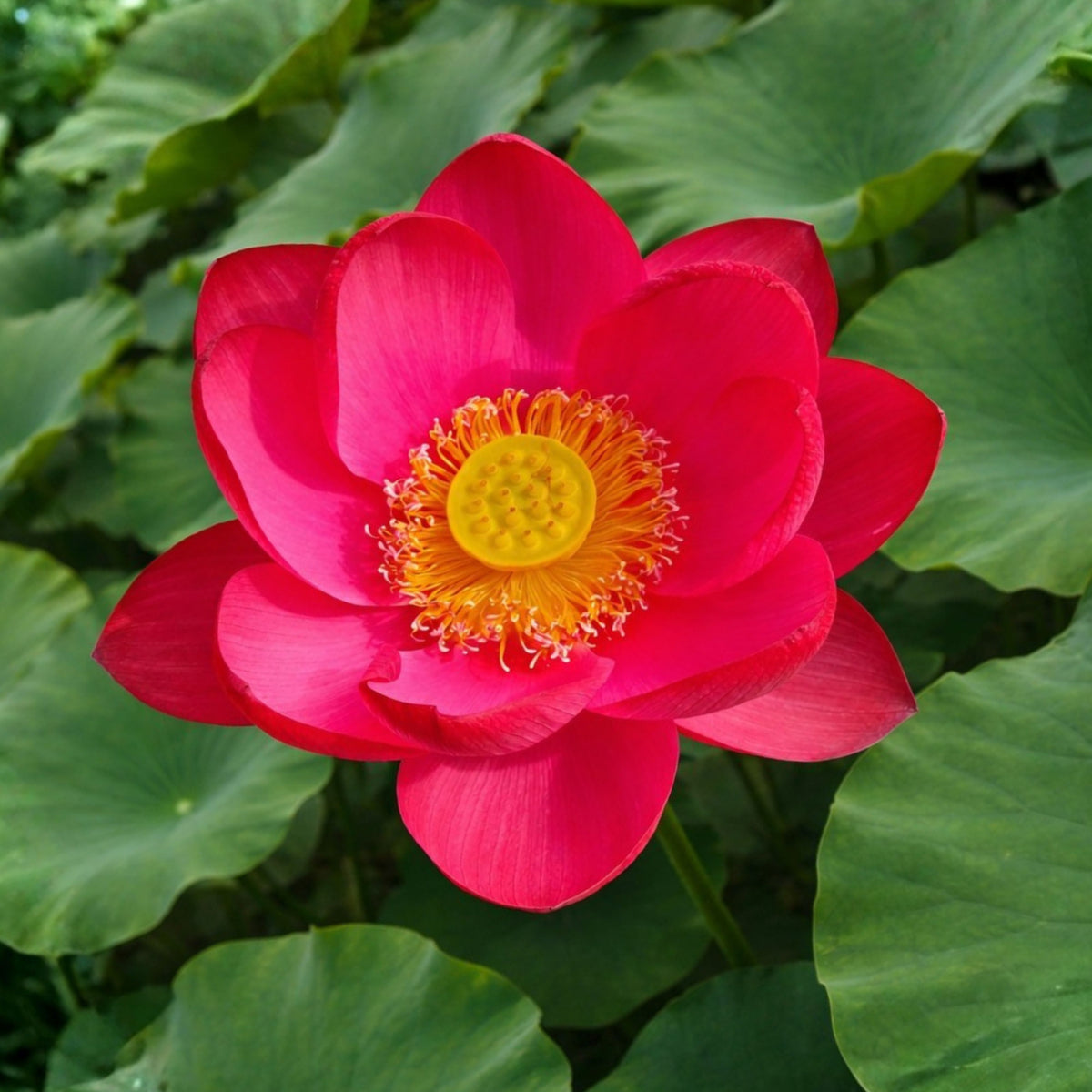 5+ Rare Seeds-Love Song Lotus Seeds - Water Plant Seeds, Bean of India
