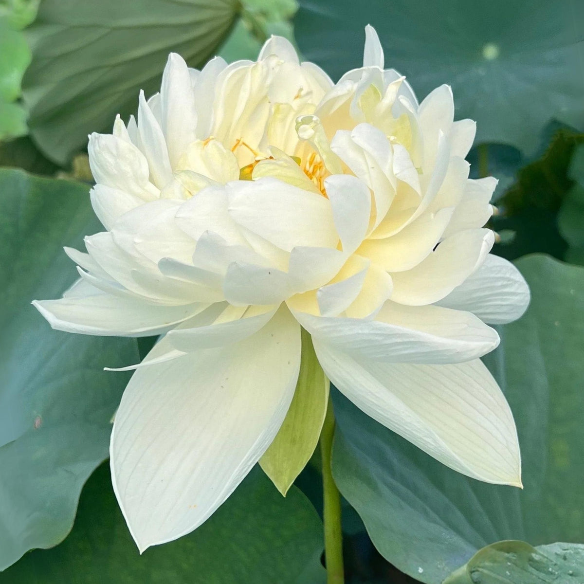 5+ Rare Seeds - High Cotton Lotus Seeds, Aquatic Perennial Water Plant