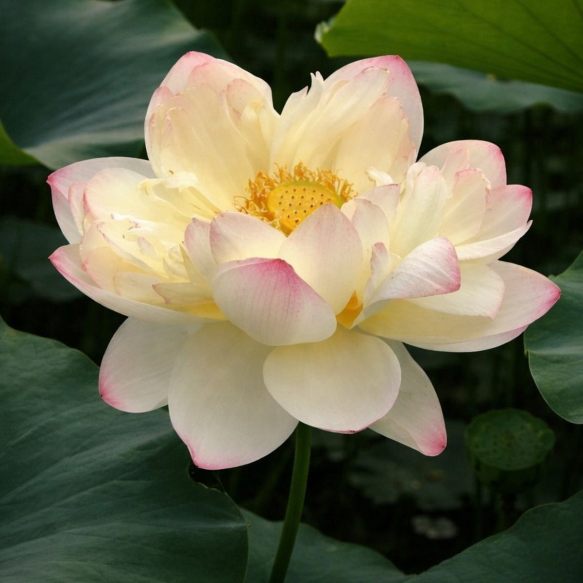 5+ Rare Seeds - Nanjing Love 16 Lotus Seeds, Edible Seeds & Roots
