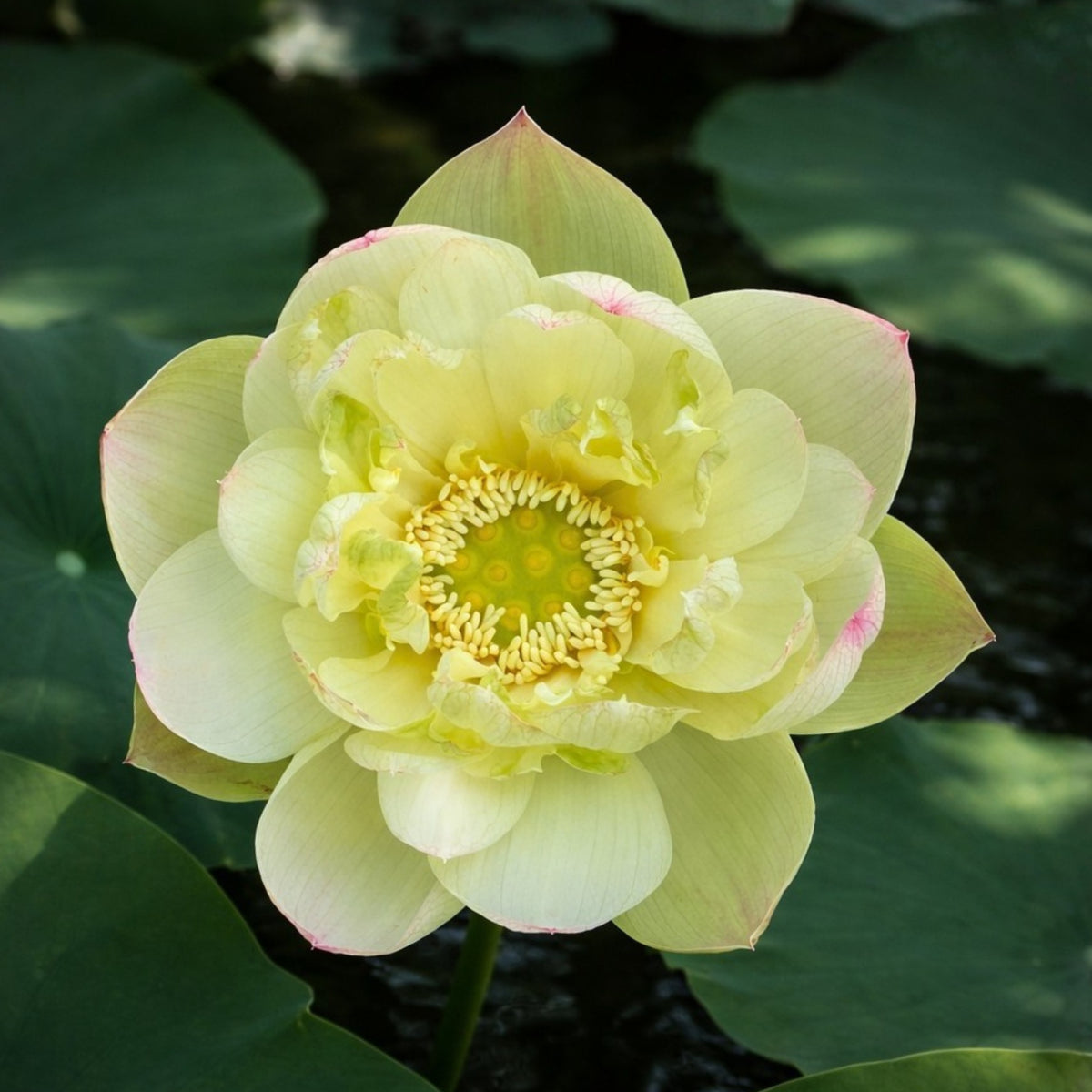 5+ Rare Seeds - Edible Seeds & Roots, Egyptian Lotus