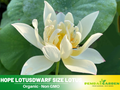5+ Rare Seeds| Hope LotusDwarf Size Lotus Seeds - Indian Lotus (Nelumbo nucifera) Seeds #Q042