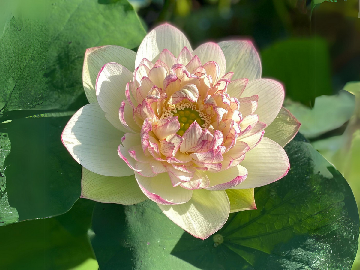 5+ Rare Seeds| Xin Jin Xia Lotus Seeds - Indian Lotus (Nelumbo