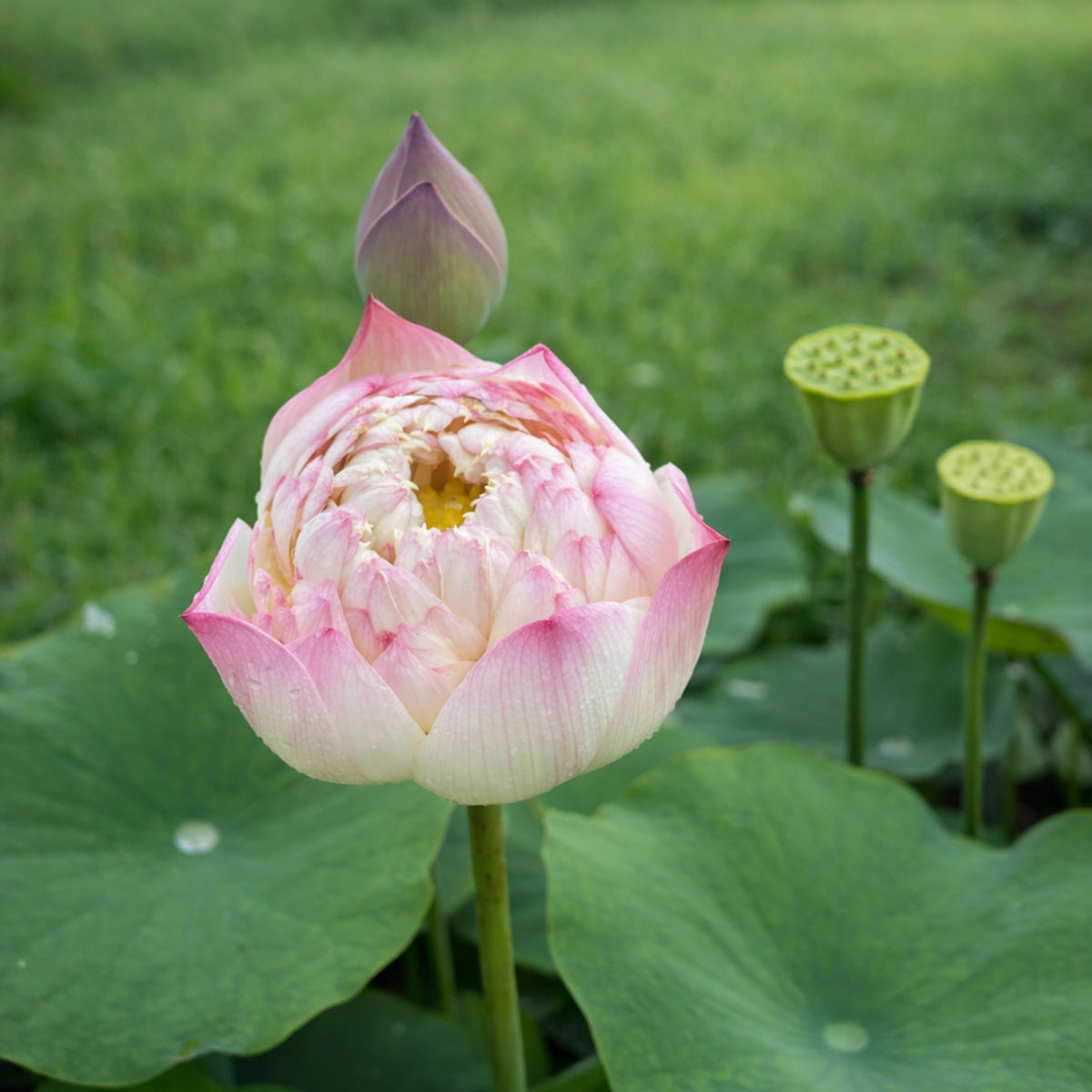 5+ Rare Seeds - Charming Lips Lotus Seeds, Edible Seeds & Roots