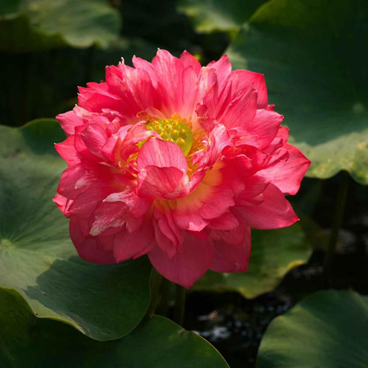5+ Rare Seeds - Red Symphony Lotus Seeds, Water Plant Seeds