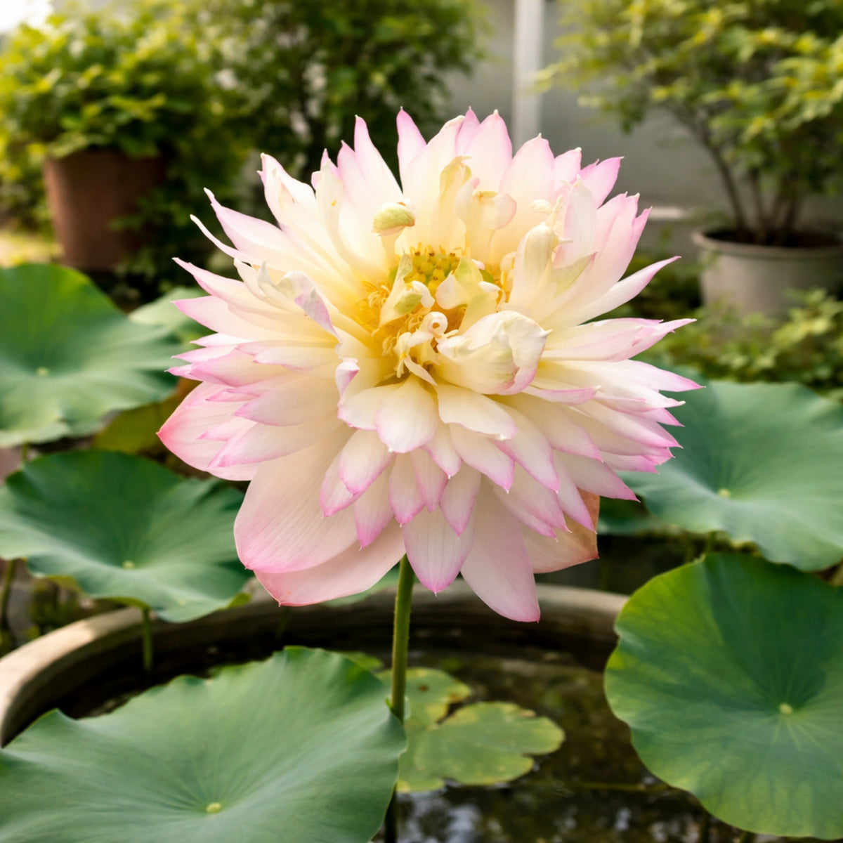 5+ Rare Seeds - Happy Children Lotus Seeds