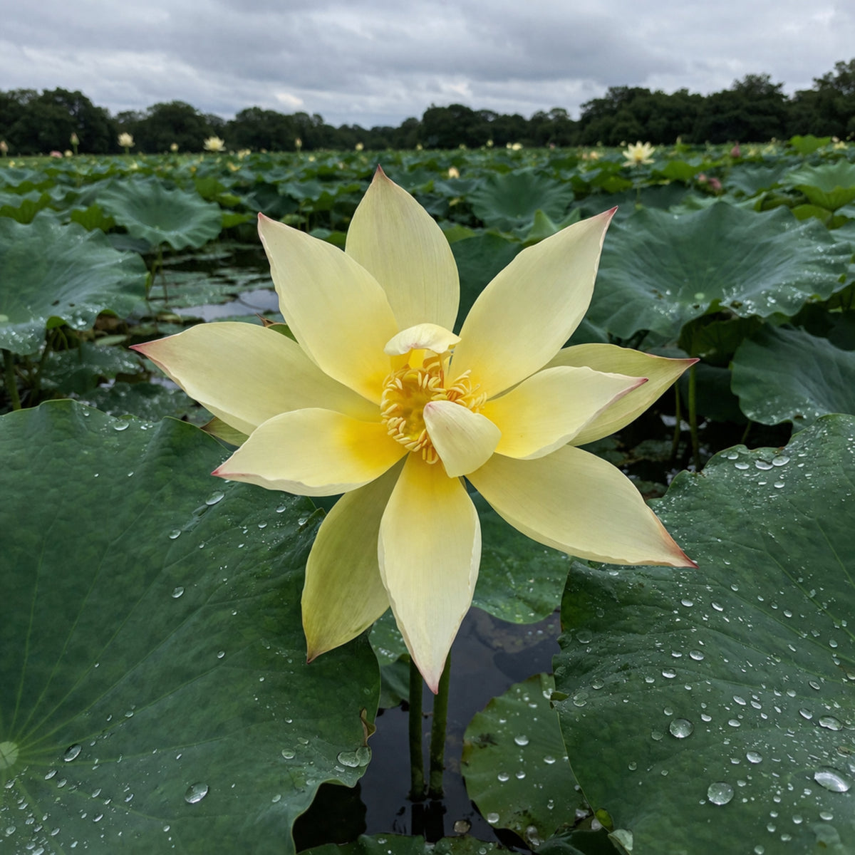 5+ Rare Seeds - Apricot Yellow Lotus Seeds, Edible Seeds & Roots
