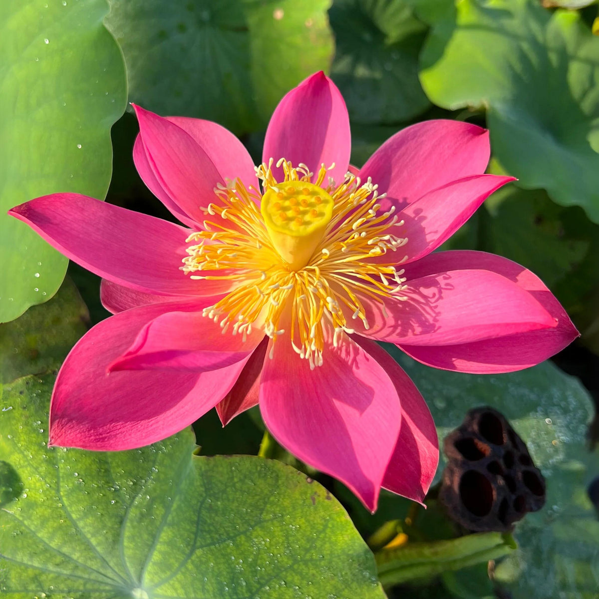 5+ Rare Seeds - Red Light 15 Lotus Seeds, Water Plant Seeds