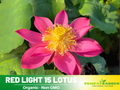 5+ Rare Seeds| Red Light 15 Lotus Seeds - Indian Lotus (Nelumbo nucifera) Seeds #Q060