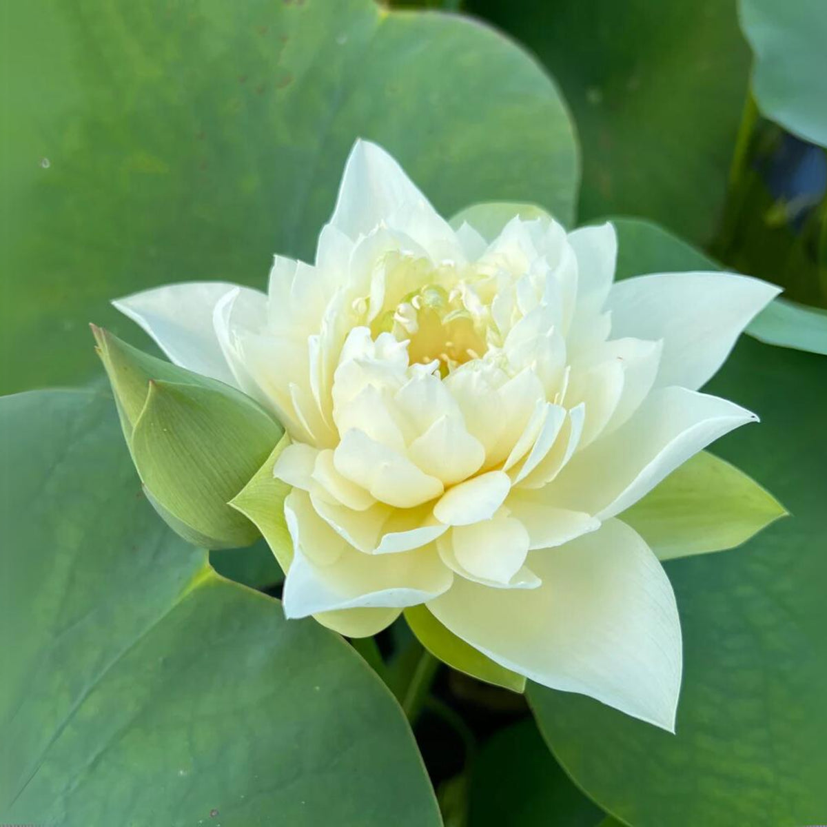 5+ Rare Seeds - Jade Cloud Lotus Seeds, Edible Seeds & Roots