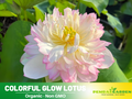 5+ Rare Seeds| Colorful Glow Lotus Seeds - Indian Lotus (Nelumbo nucifera) Seeds #Q062