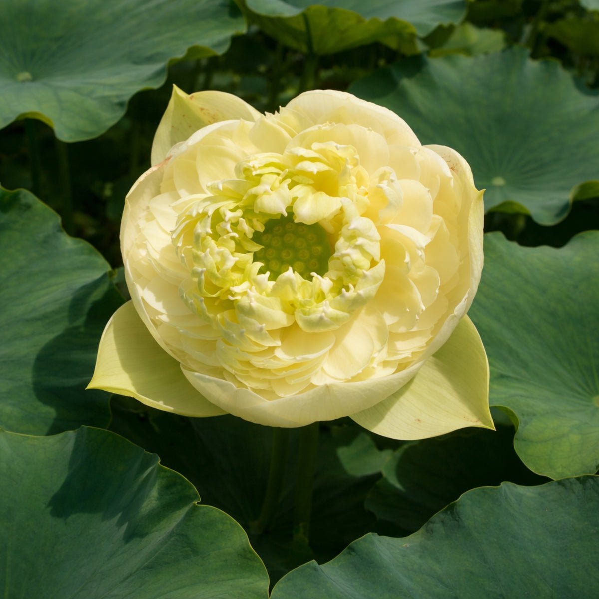 5+ Rare Seeds - Gwendolyn's Golden Glow Seeds