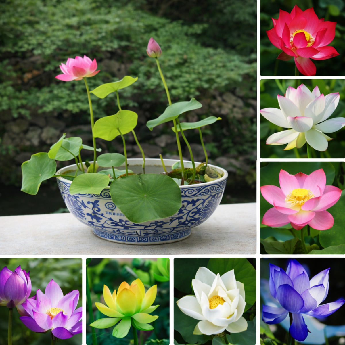 5+ Rare Seeds - Mix Colour Mini Lotus Seeds, Edible Seeds & Roots