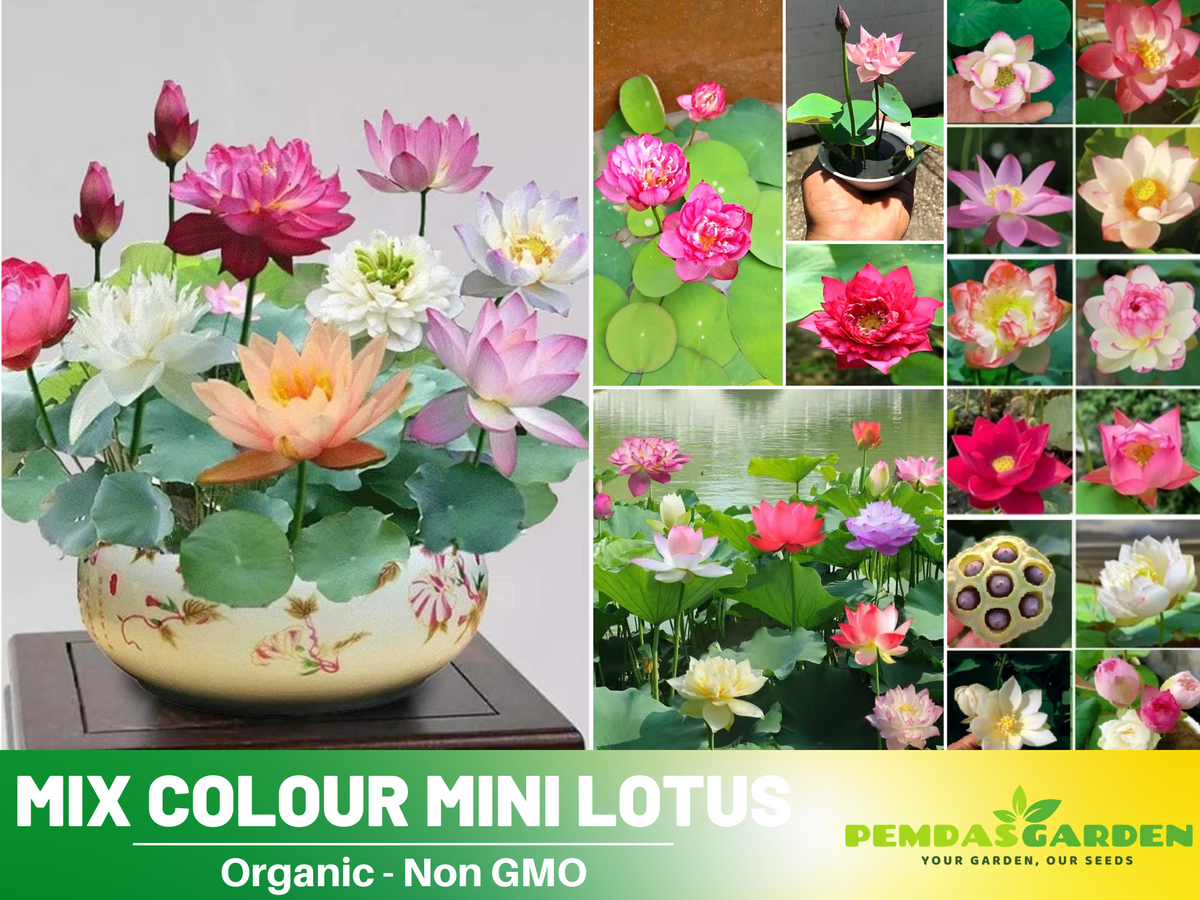 5+ Rare Seeds| Mix Colour Mini Lotus Seeds