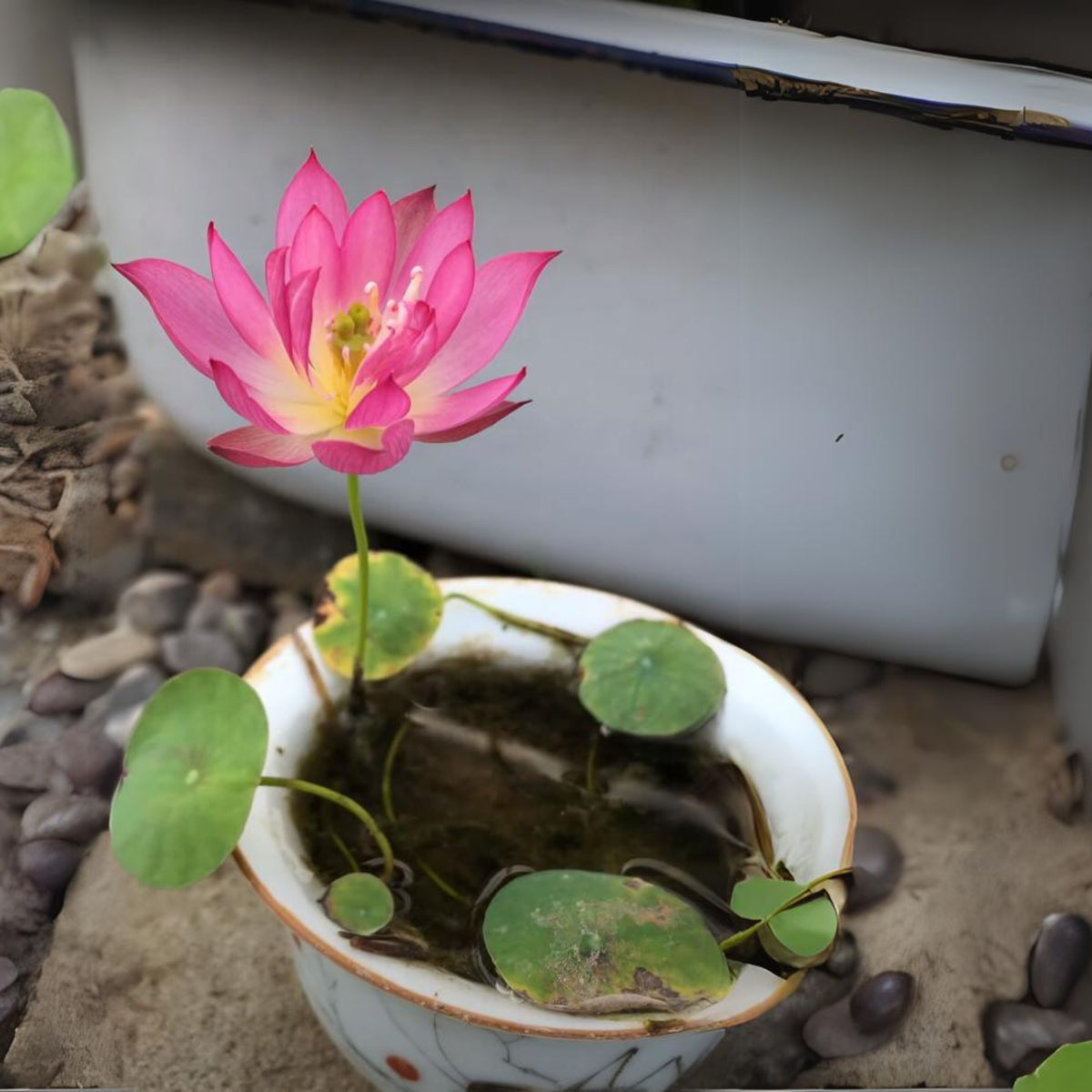 5+ Rare Seeds - Pink Lotus, Micro/ Tea Cup Lotus Seeds