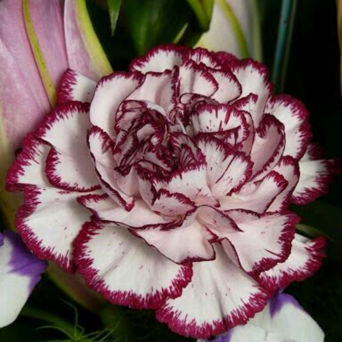 Bicolor Dark Pink Carnations Seeds - Dianthus Seeds, 30 seeds