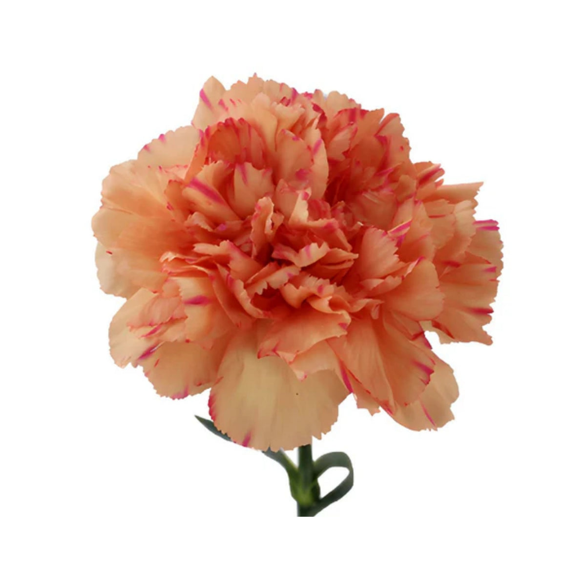 Hawaiian Punch Carnations-Dianthus Seeds, 30 seeds