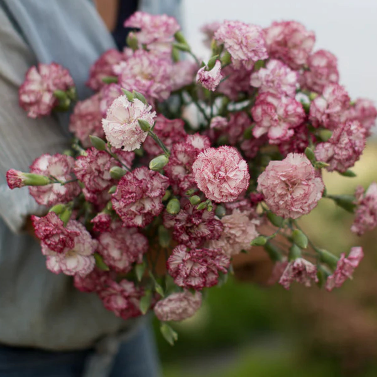 Chabaud Benigna Carnations Seeds - Dianthus Seeds, 30 seeds