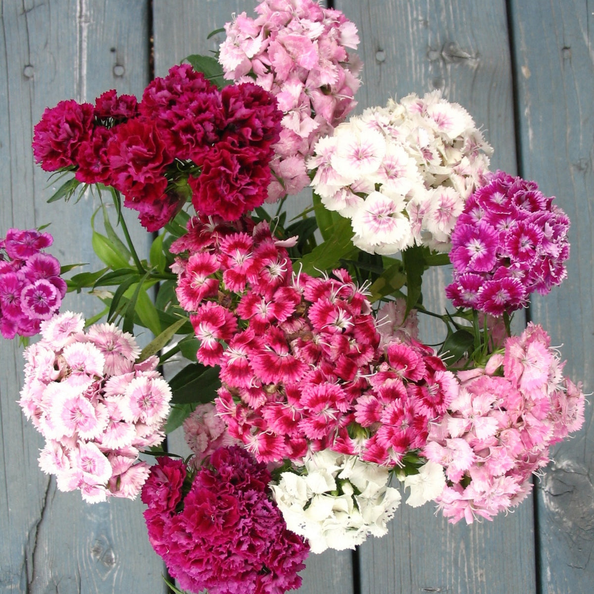 Sweet William Mix Carnations Seeds - Dianthus Seeds, 30 seeds
