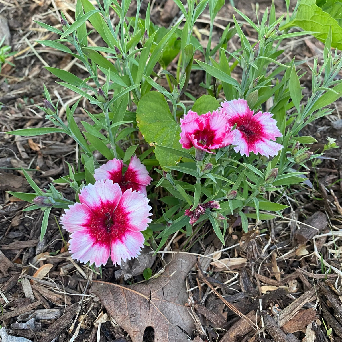 Super Parfait Strawberry Carnations Seeds - Dianthus Seeds, 30 seeds