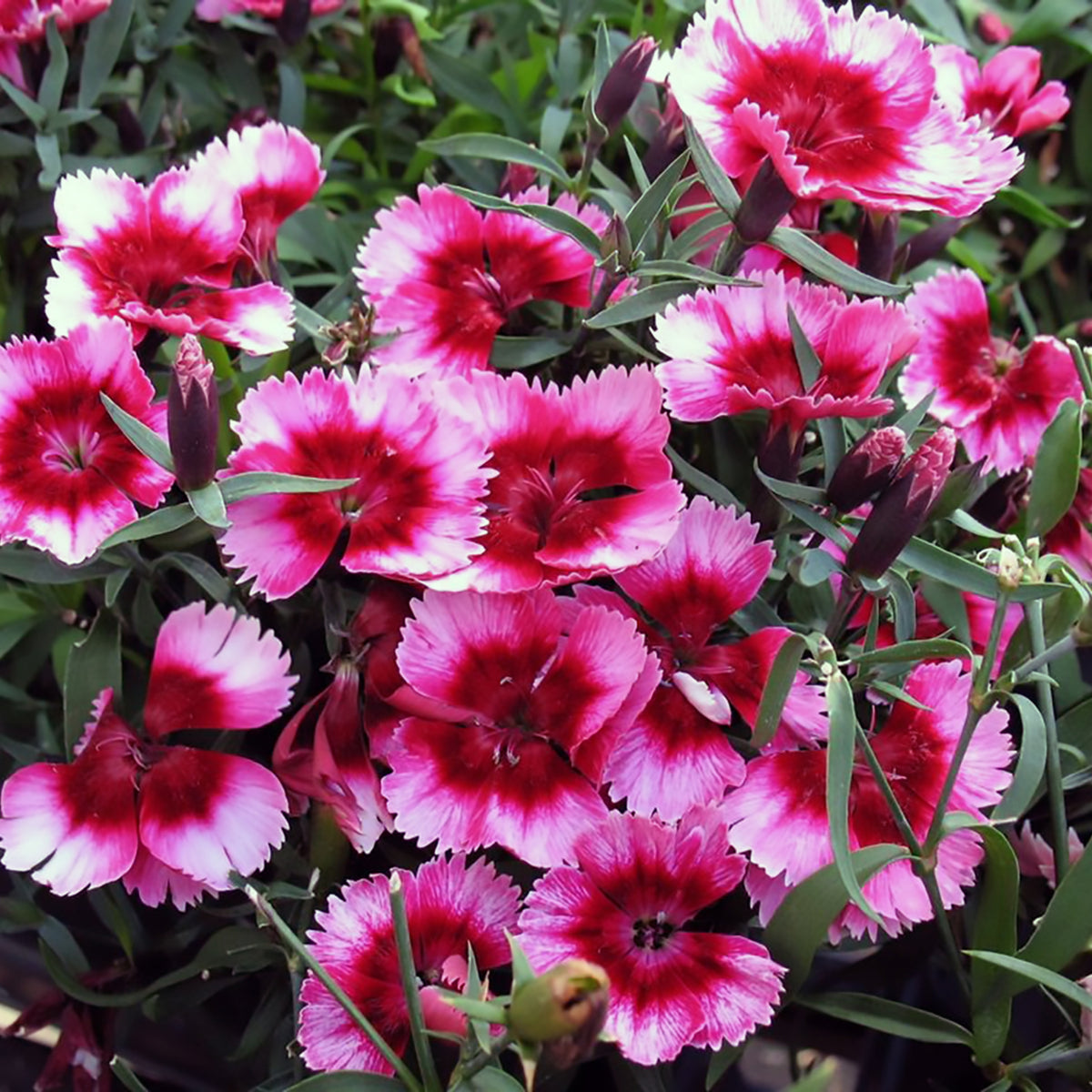 Super Parfait Raspberry Carnations Seeds - Dianthus Seeds, 30 seeds
