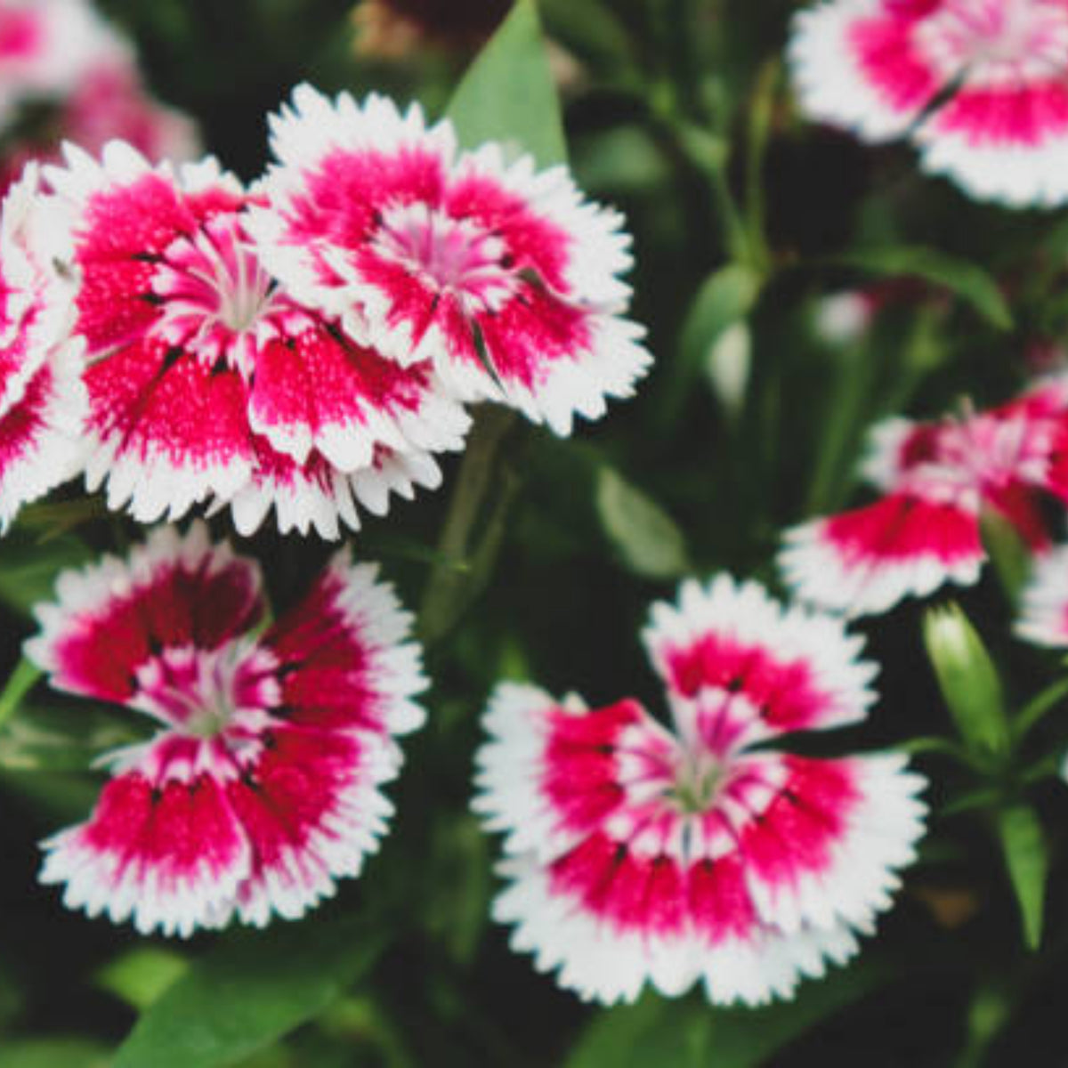 Dianthus Sweet William Seeds - Carnations Seeds, 30 seeds