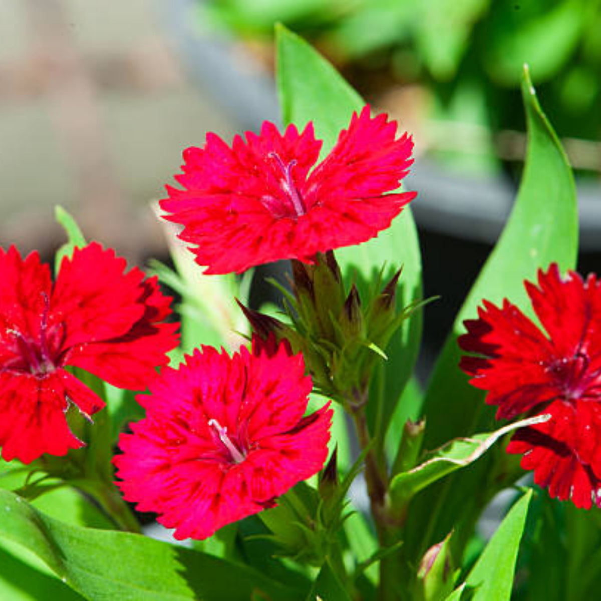 Telstar Crimson Red Carnations Seeds - Dianthus Seeds, 30 seeds