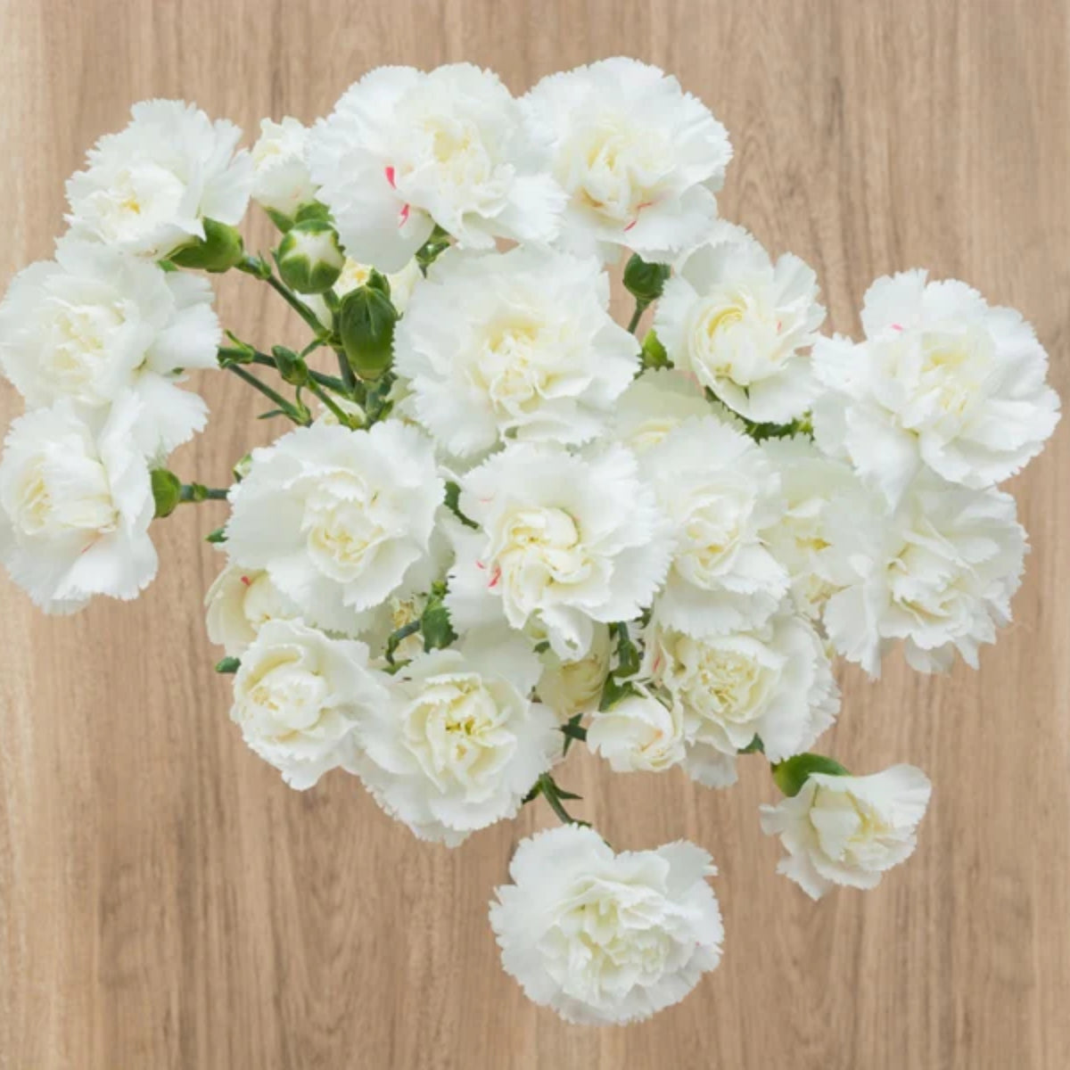 White Mini Carnations Seeds - Dianthus Seeds, 30 seeds