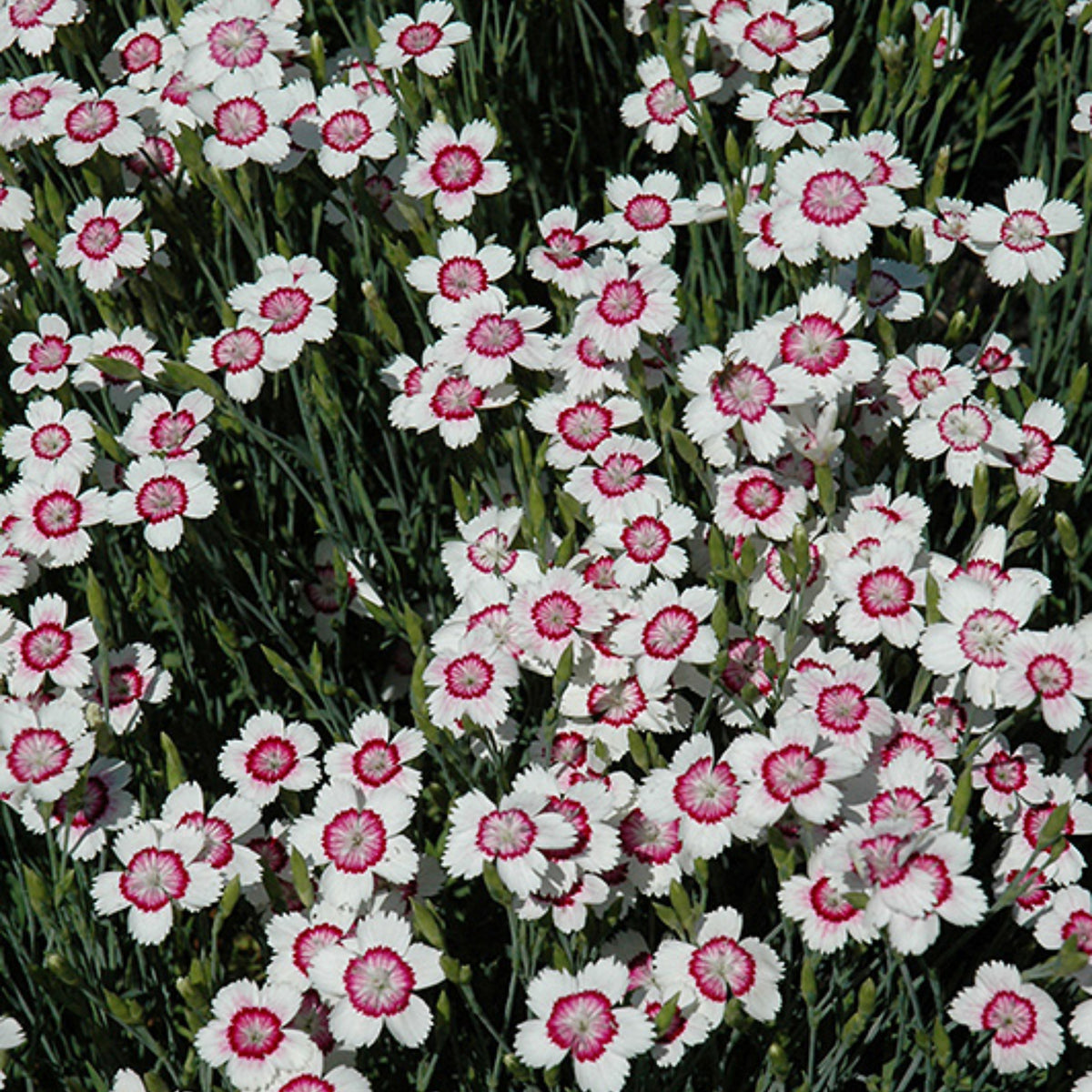 Arctic Fire Maiden Pinks Carnations Seeds - Dianthus Seeds, 30 seeds