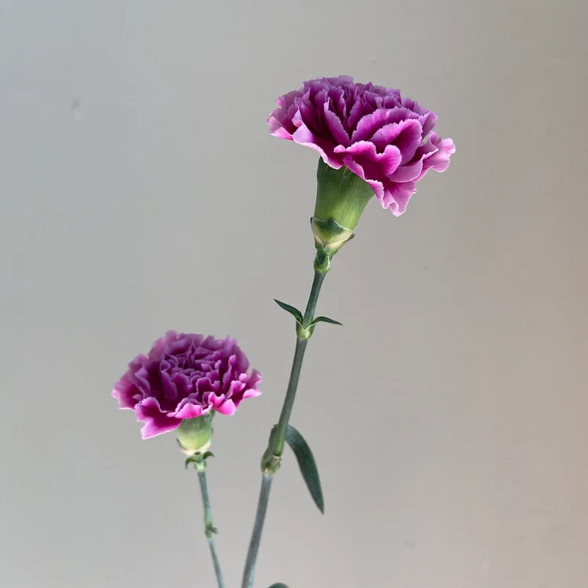 Violet White Purple Mini Carnation Seeds - Dianthus Seeds, 30 seeds