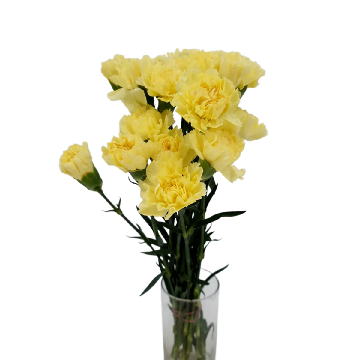 Yellow Mini Carnations Seeds - Dianthus Seeds, 30 seeds