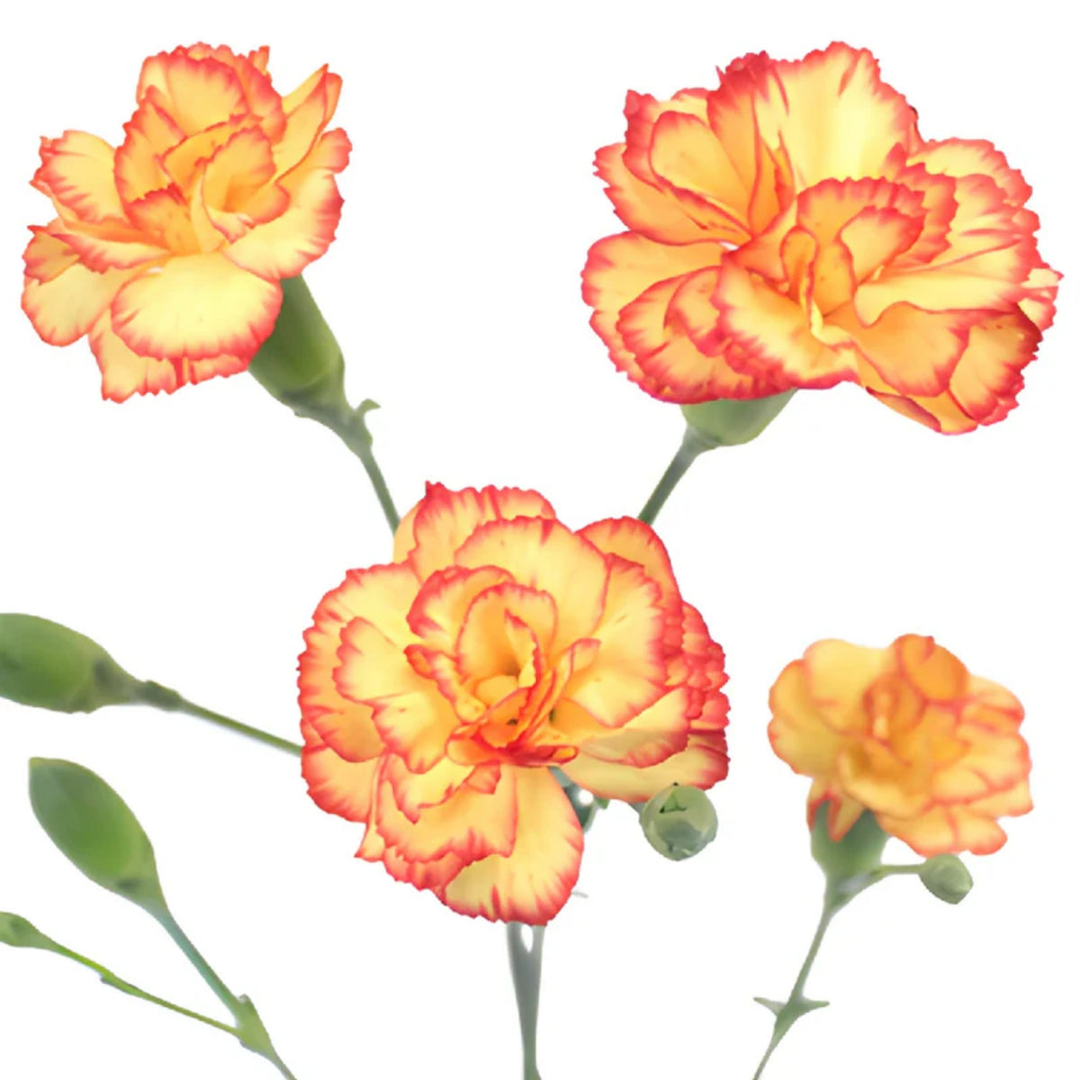 Orange Bicolor Mini Carnations Seeds - Dianthus Seeds, 30 seeds
