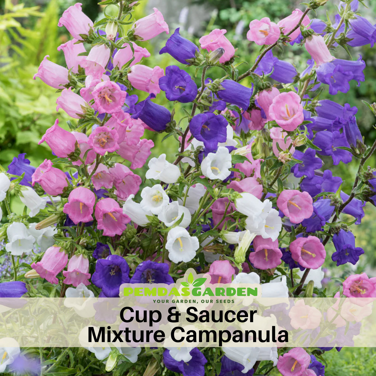 Compinkie Arabis Seeds - Early Blooming Perennial, 30 seeds