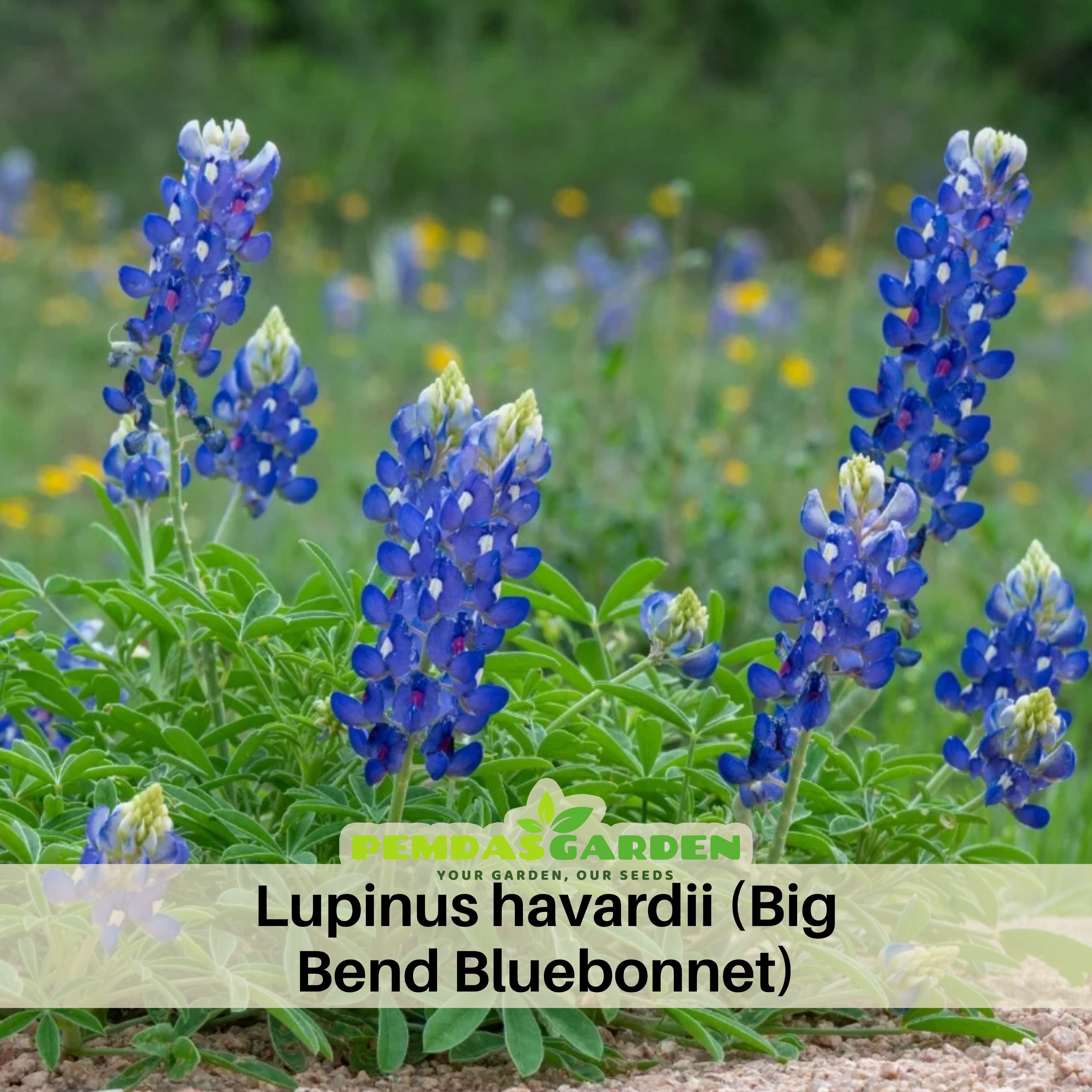 30s Lupinus Havardii (Big Bend Bluebonnet) Seeds – Pemdas Garden