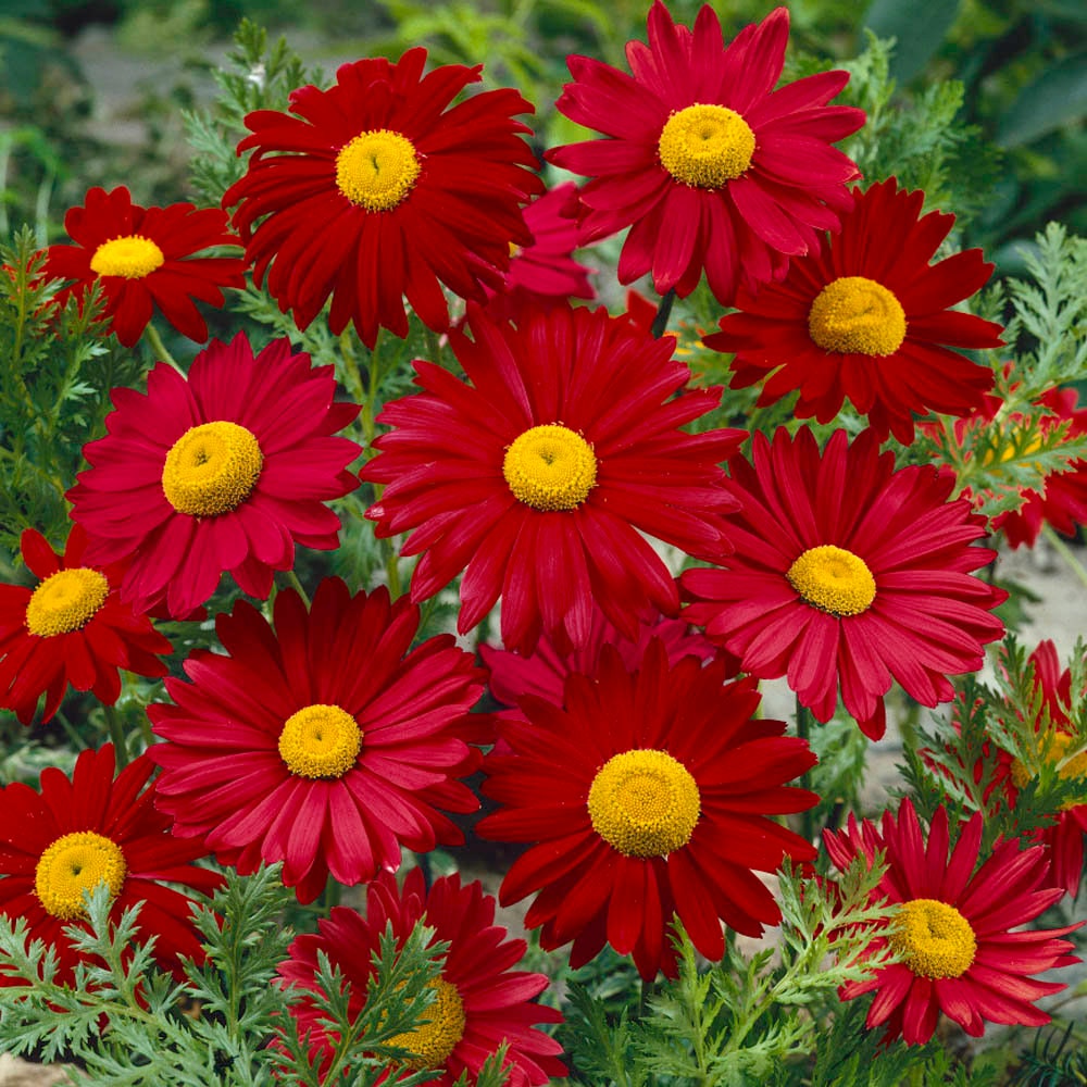 Robinson's Red Chrysanthemum seeds