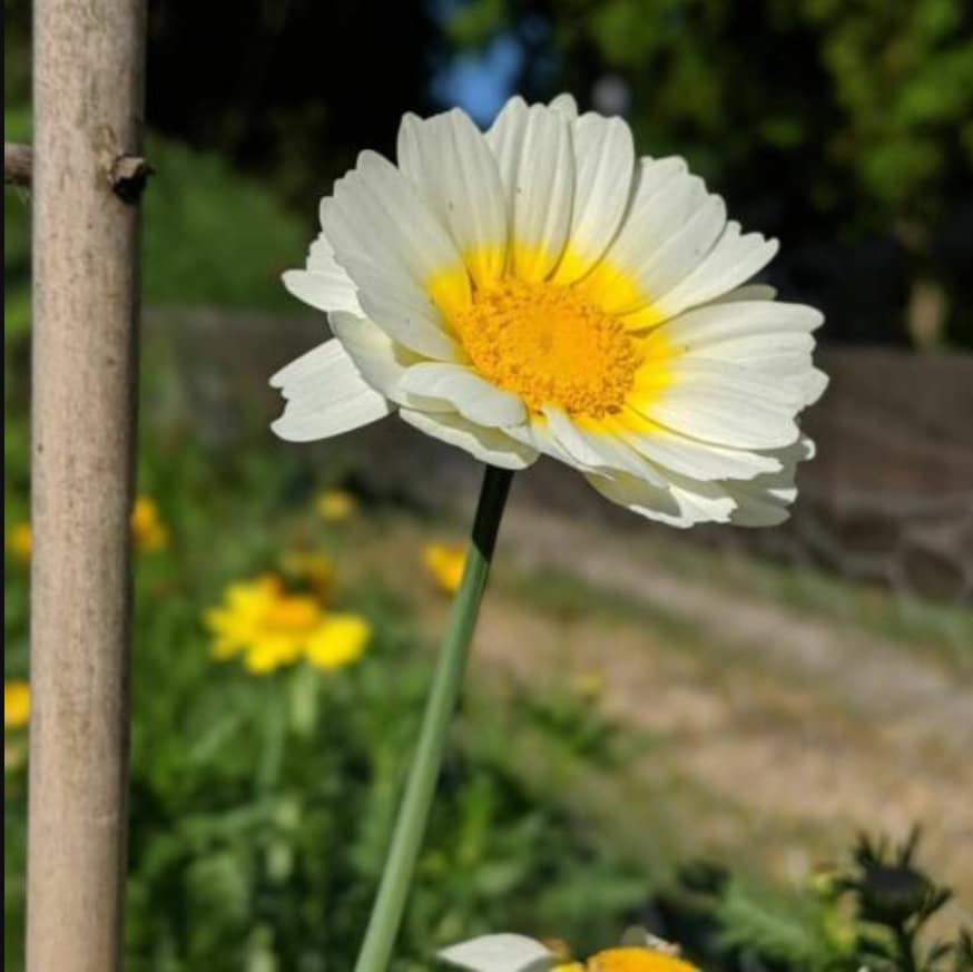 Garland Daisy seeds