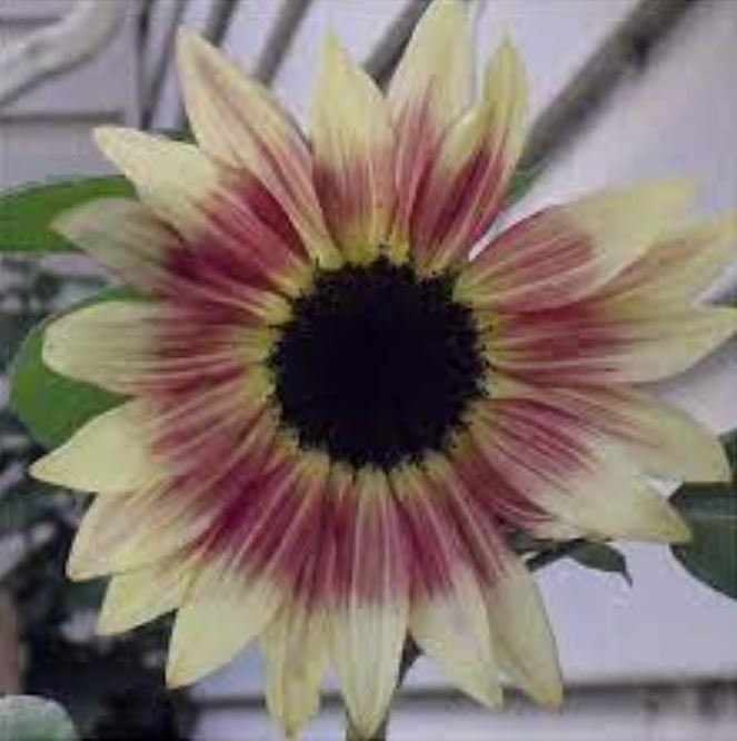 Ruby Eclipse Sunflower Seeds-Annuals-Helianthus annuus seeds