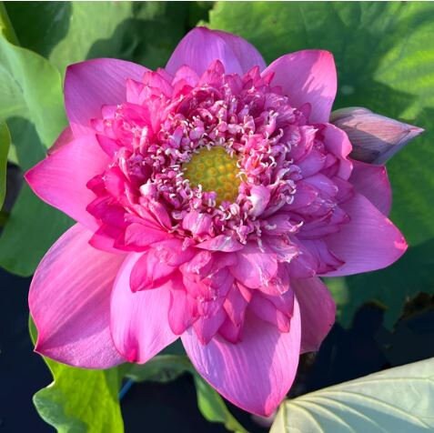 Red Kaveri Lotus seeds