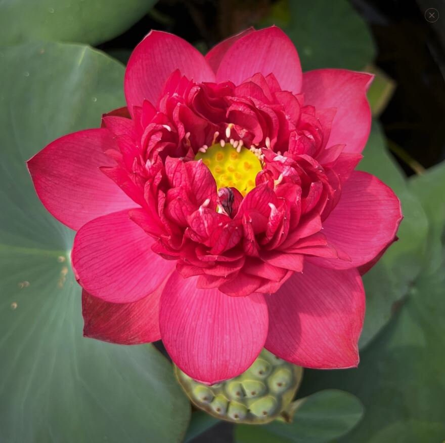 Brilliant Red Midnight Lotus seeds